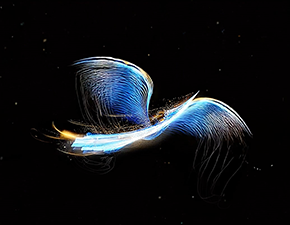 PEPSICO SPVB